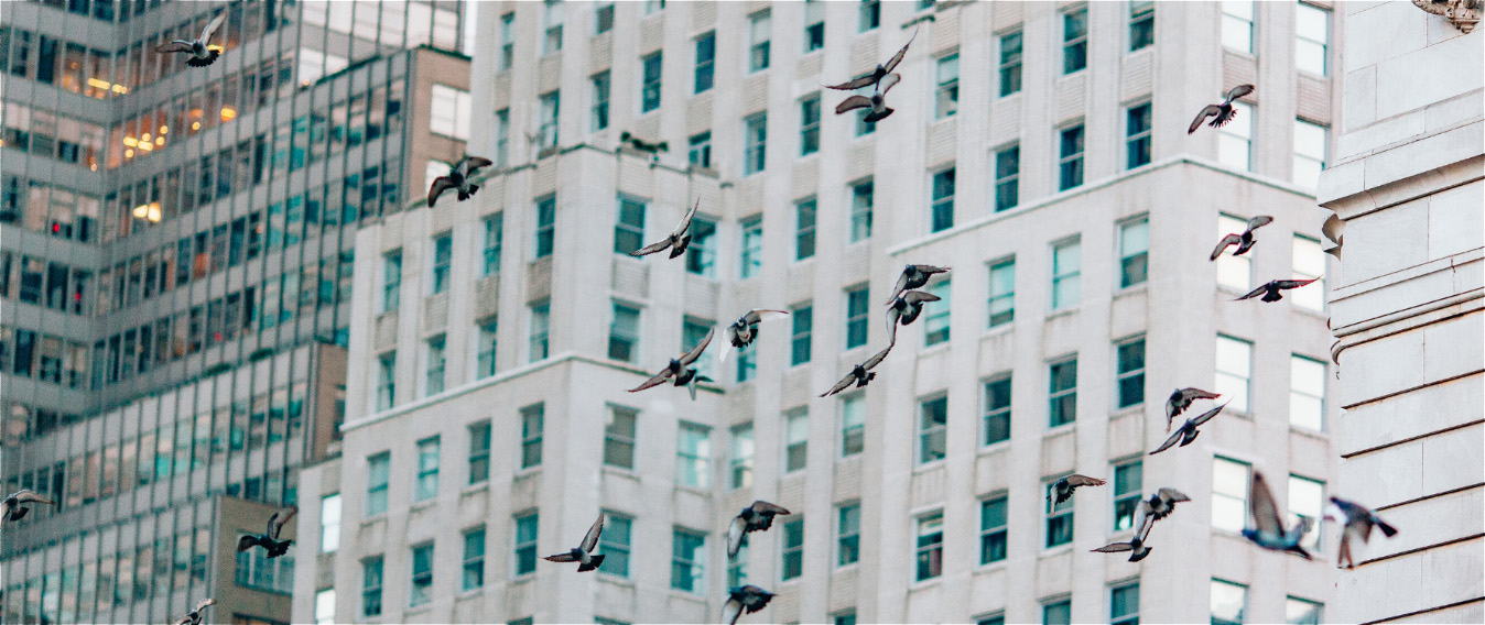 LEED認証建物は、鳥を守ることで省エネルギーを実現する