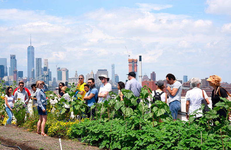 図 1　アーバン・ファーミングの様子（出典：Brooklyn Grange,　 https://www.brooklyngrangefarm.com/）